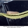 hipparchia syriaca larva11
